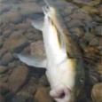 Salmon live most of their lives swimming with the current. However, once they reach reproductive maturity, they make an arduous journey upstream, often jumping up...
