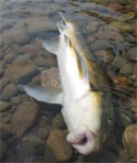 Dead Salmon